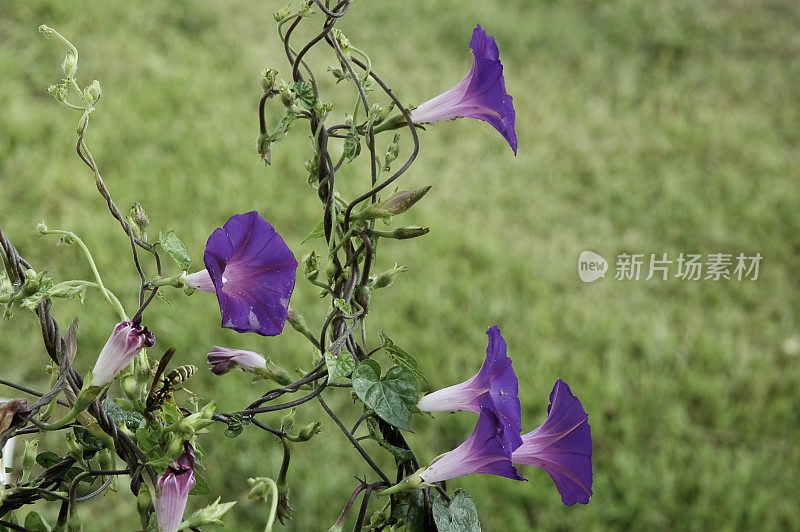 紫色的牵牛花