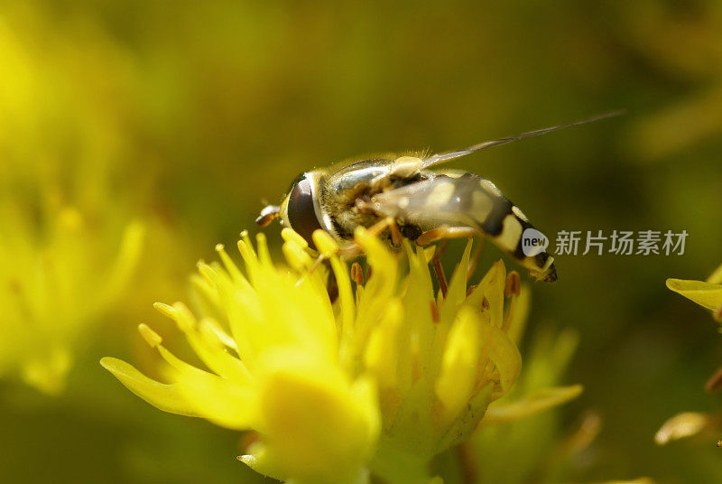 飘飞在黄花上