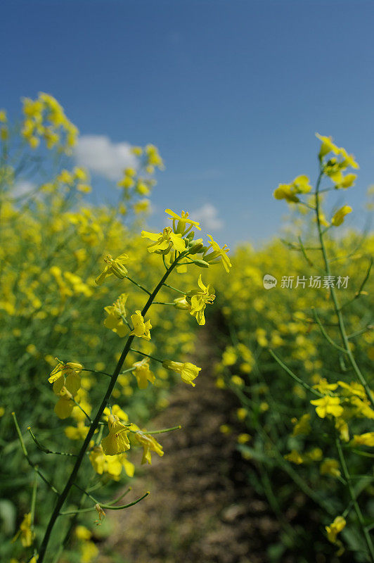 油菜领域