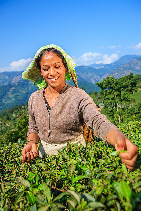 印度大吉岭，印度采摘者在采摘茶叶