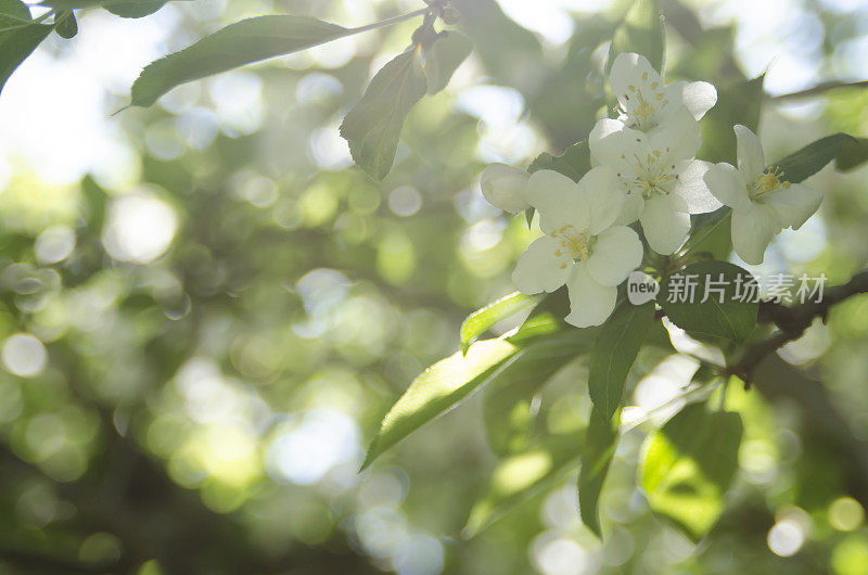 太阳湿透了花朵