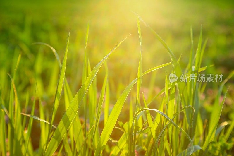 田野里的早晨