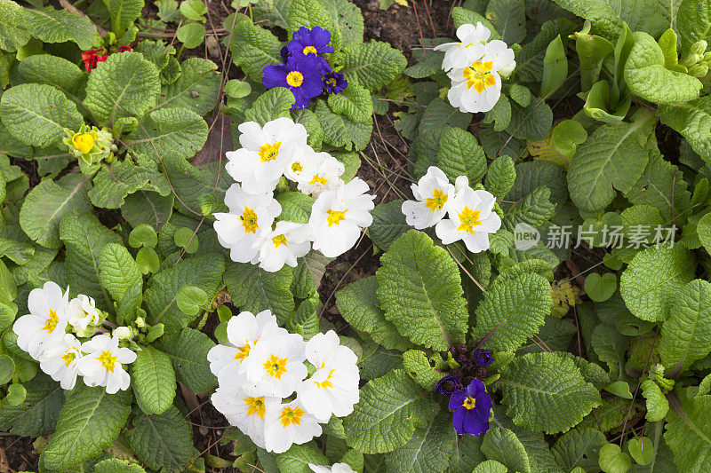 野生白色和紫色樱草花的全帧照片