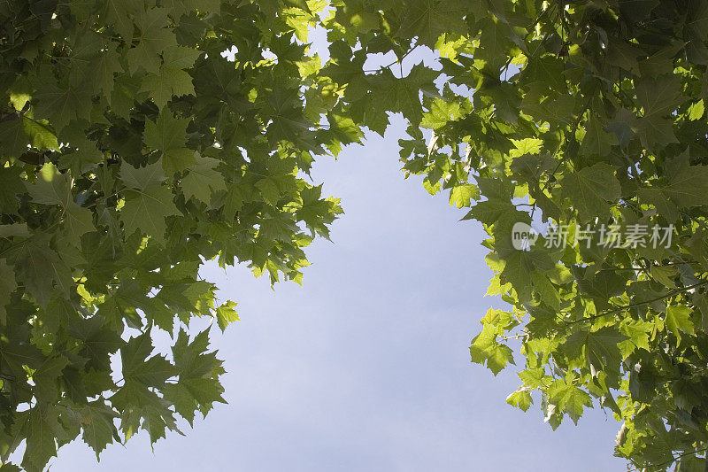 夏天的树和天空