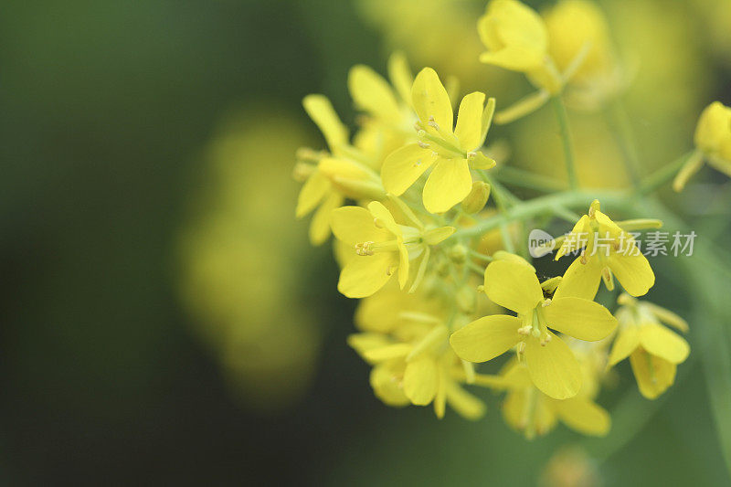 黄芥花花