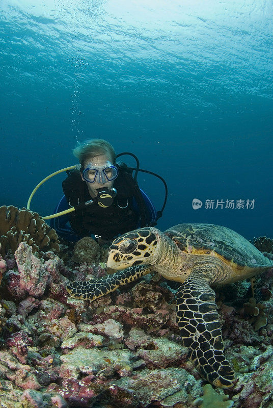 玳瑁海龟和潜水员