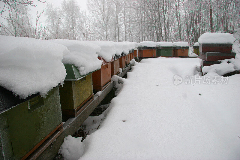 雪地里有蜂箱