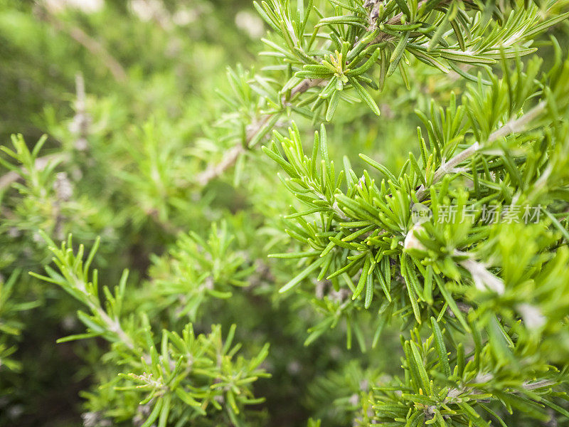 迷迭香植物