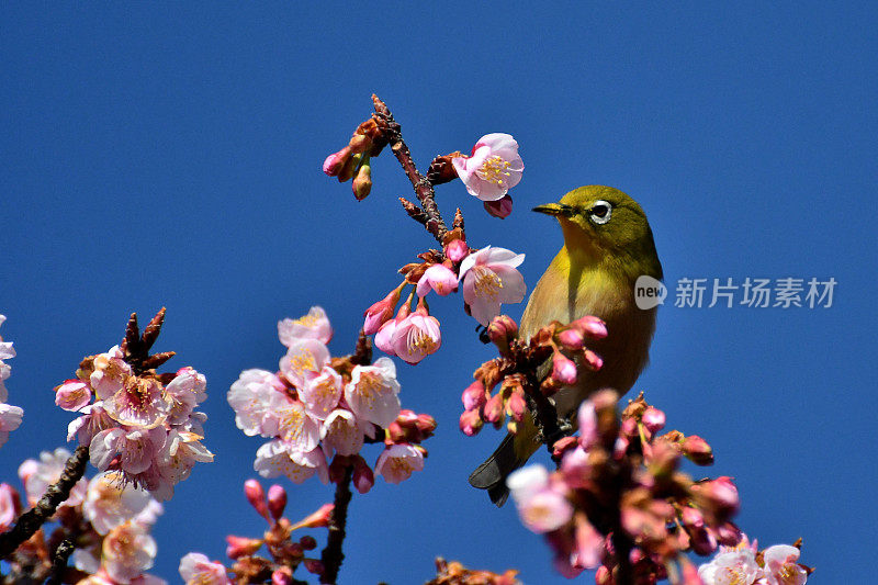 樱花和日本白眼睛