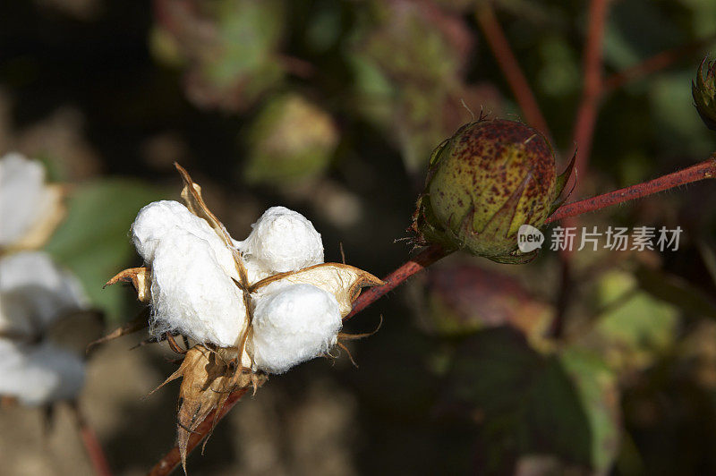 棉花的铃和芽