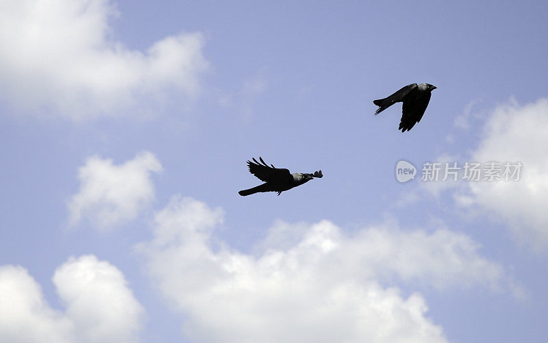 两只乌鸦在飞翔