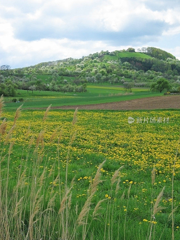 青山、野花、草地、蓝天