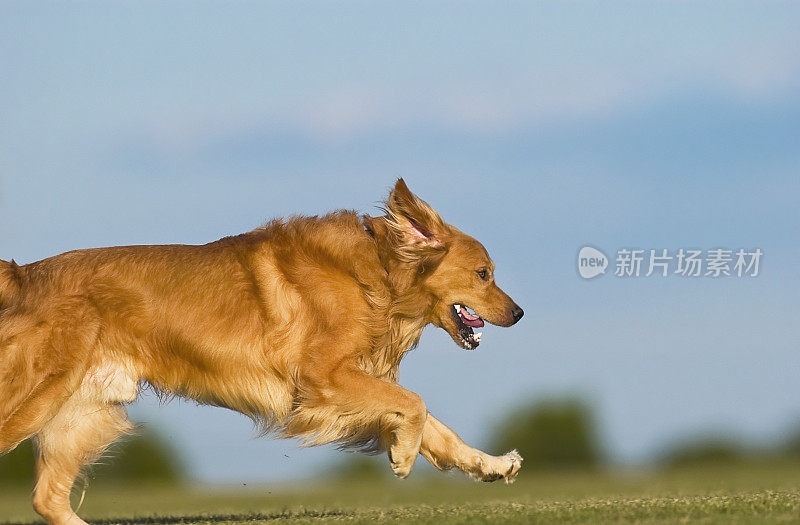 金毛猎犬跑