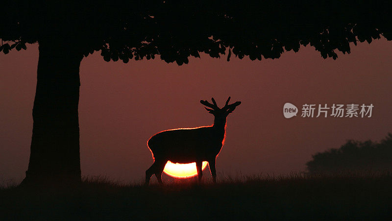 鹿和太阳