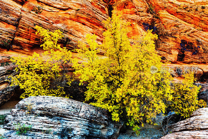 犹他州锡安国家公园的杨木