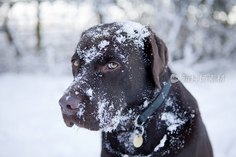 巧克力拉布拉多覆盖在雪