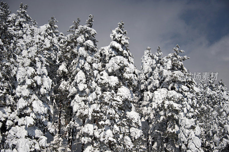 冷杉树和雪