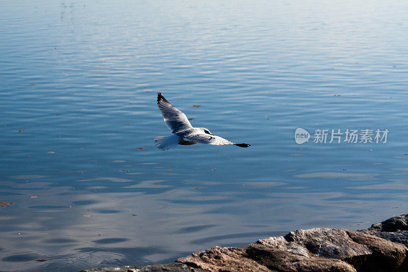 海鸥