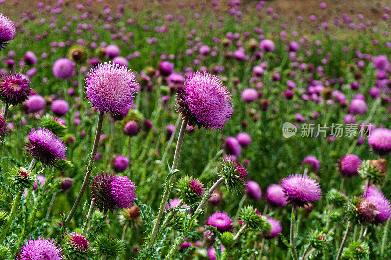 麝香蓟花