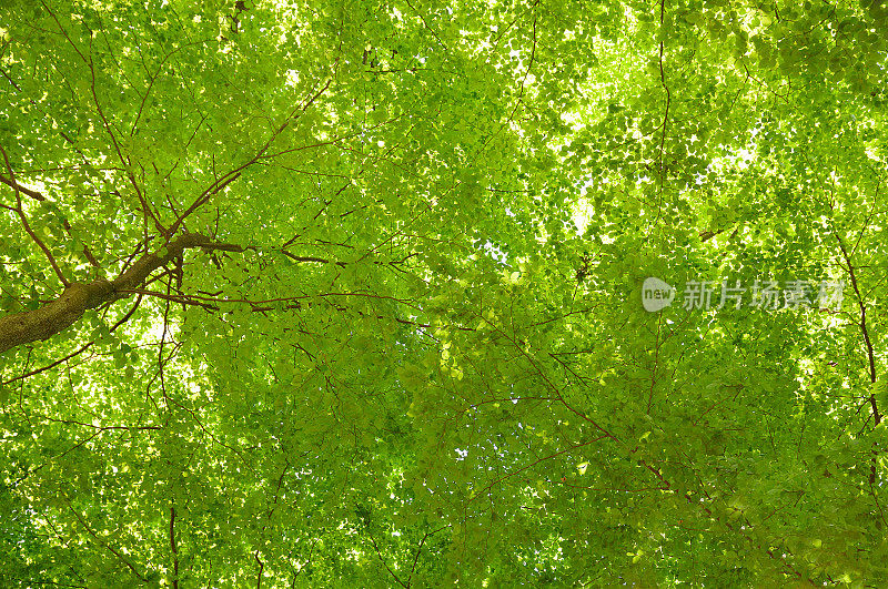 翠绿的山毛榉树叶冠在春天