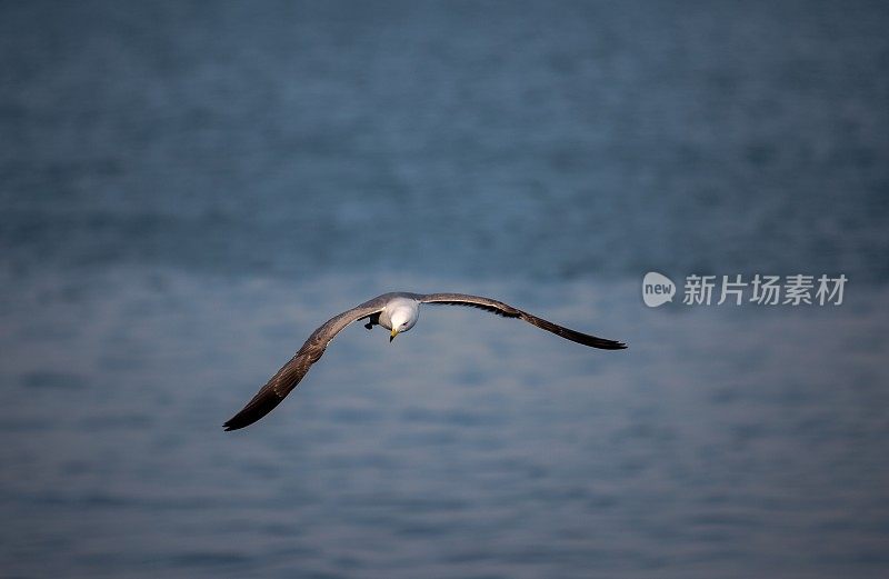 海鸥在海上飞翔