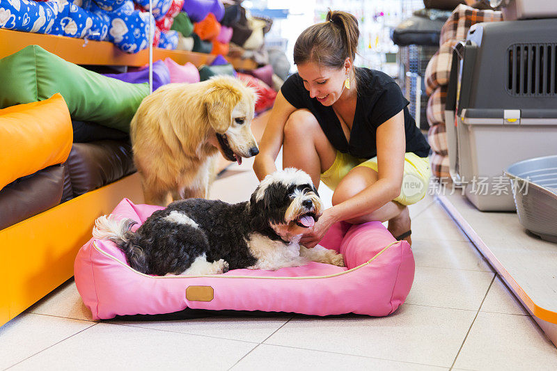 可爱的金毛猎犬和藏獒在宠物店休息