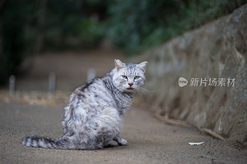 只流浪猫