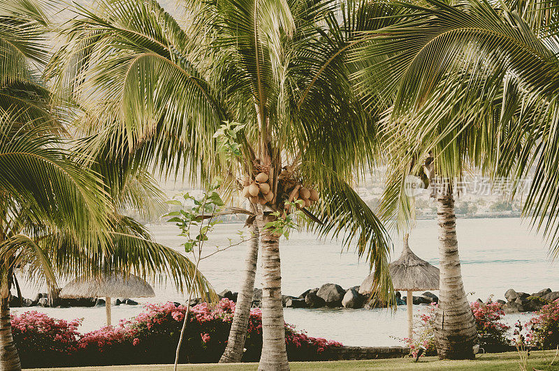 热带岛屿有椰子树，海滩和草地遮荫