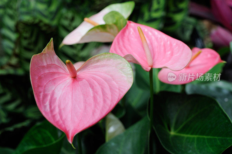 花烛属植物