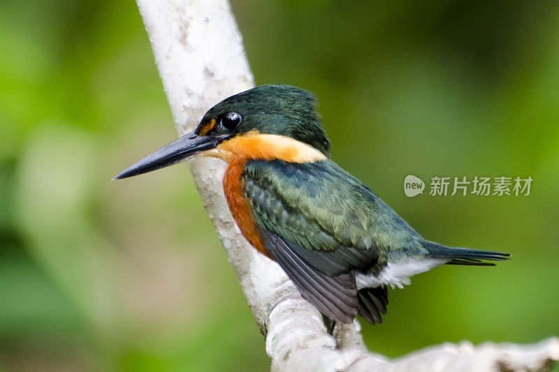 美洲侏儒翠鸟(chlorocerylaenea)栖息在树枝上