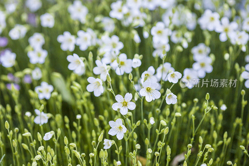 白色亚麻花