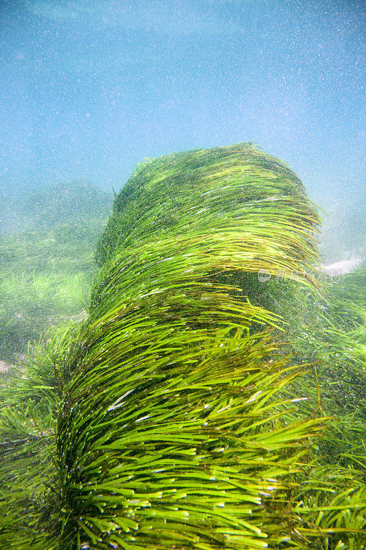 海草随波而动