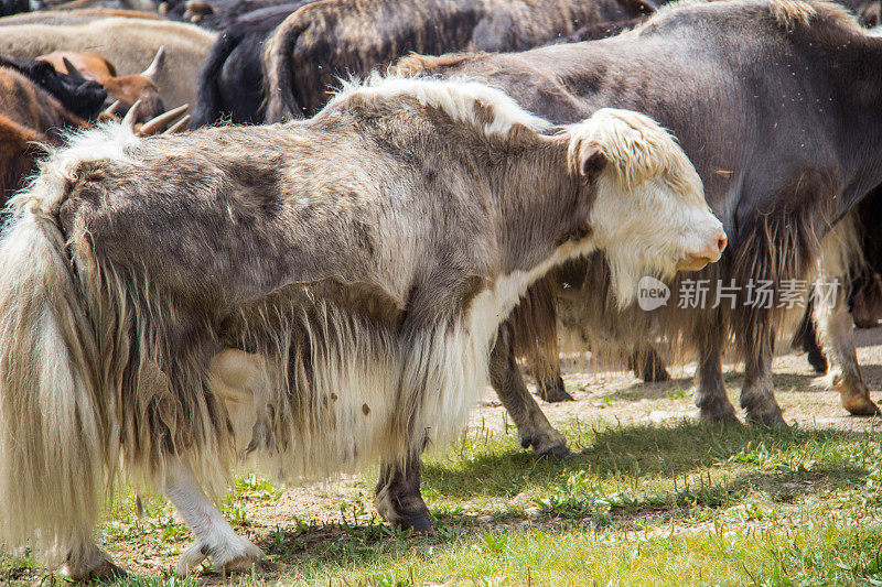 蒙古:牦牛