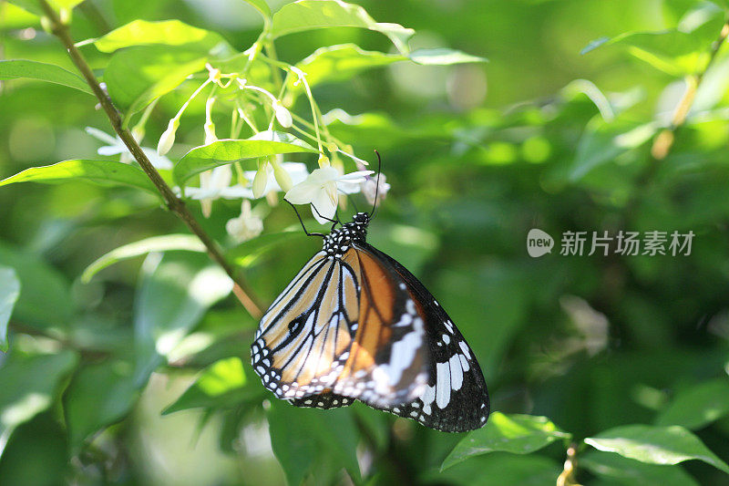 黑脉金斑蝶