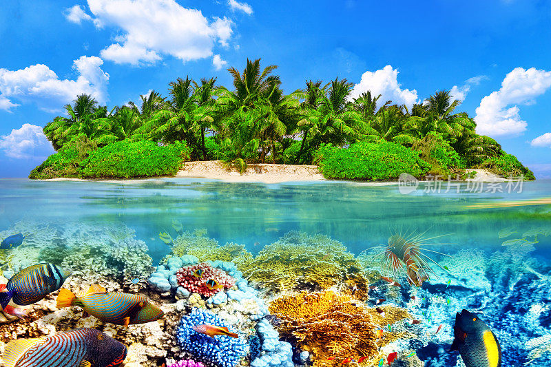 热带岛屿和马尔代夫的水下世界。