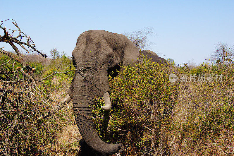 非洲公象在丛林中进食