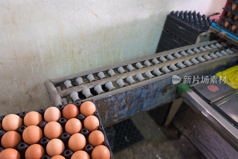 鸡蛋和旧重量秤用于筛分大小。