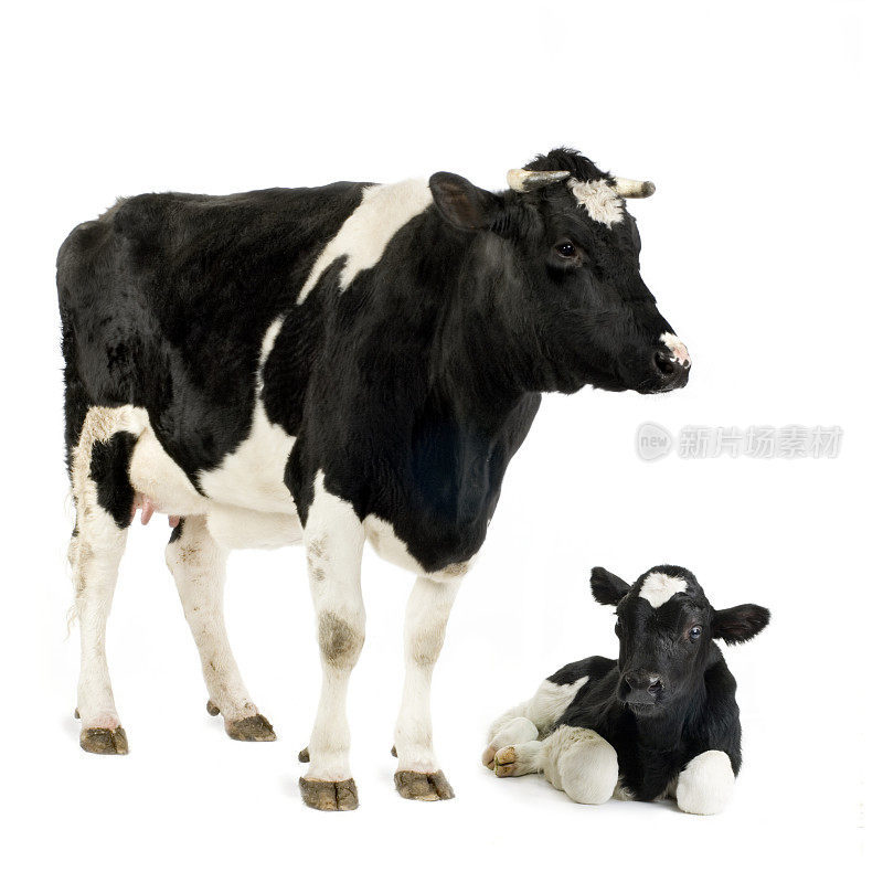 荷斯坦母牛和她的小牛