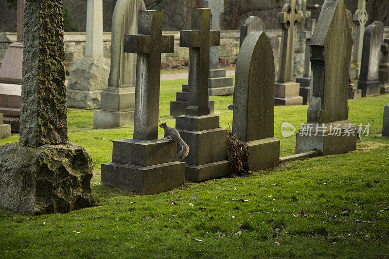 墓碑上的松鼠，摄于苏格兰