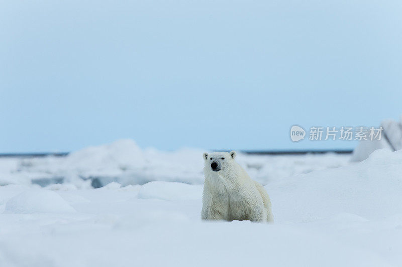 北极熊在被水包围的浮冰上行走