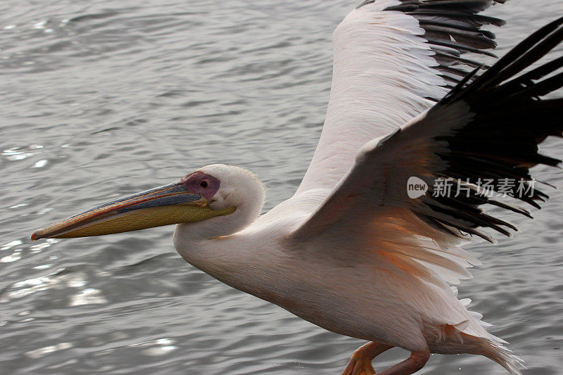 纳米比亚:大白鹈鹕飞过沃尔维斯湾