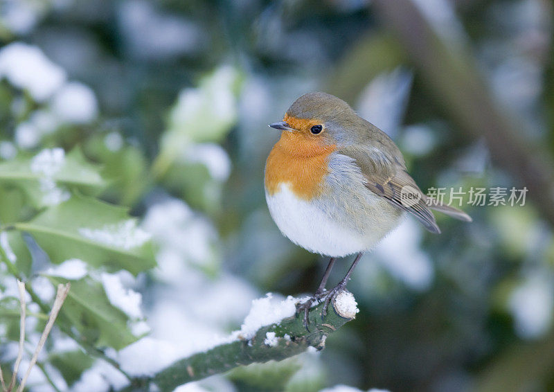 罗宾(红心rubecula)