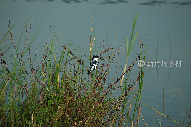 卢旺达:伊赫马湖的非洲翠鸟