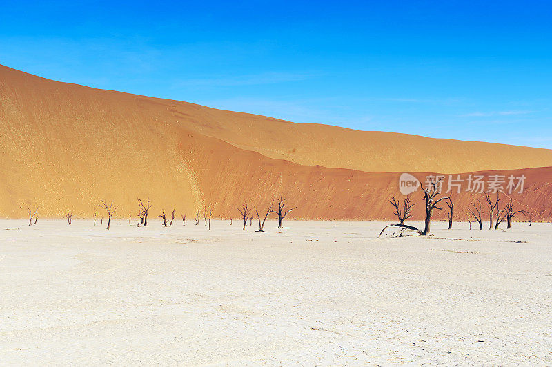 纳米比亚死谷的沙丘景观和死树