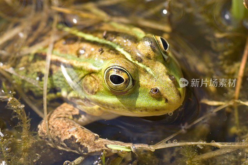 真正的青蛙