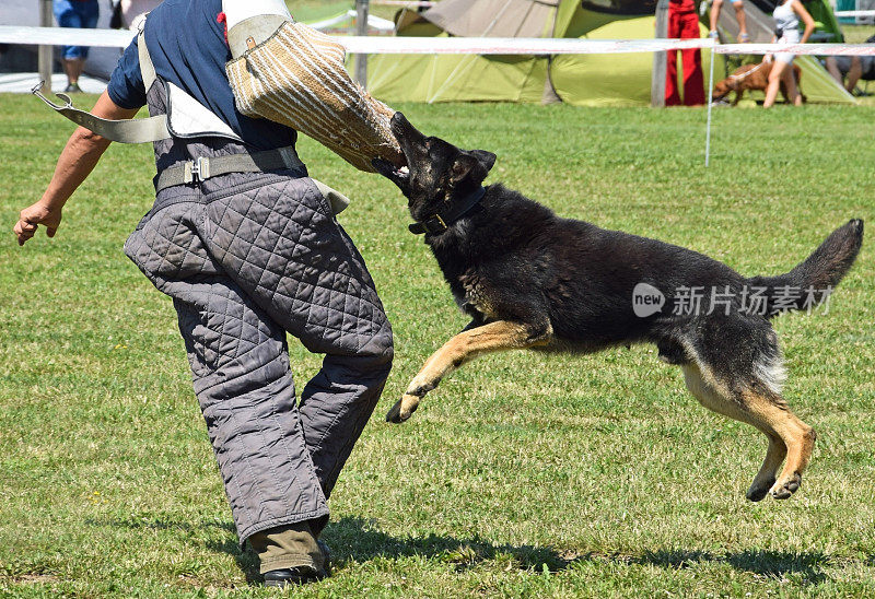 训练中的德国牧羊犬