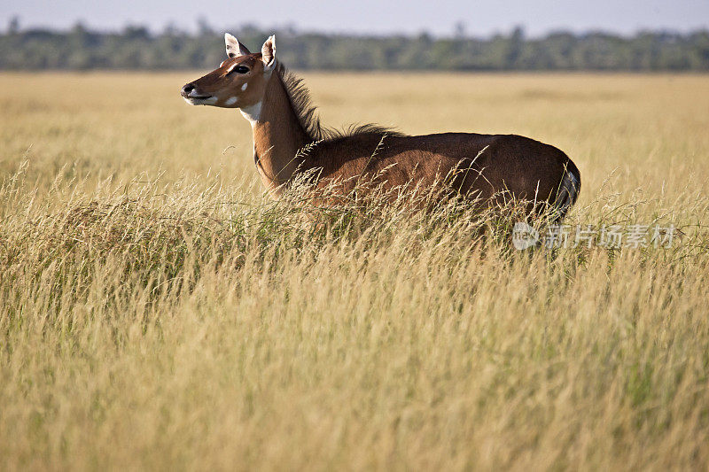 蓝牛(Nilgai)