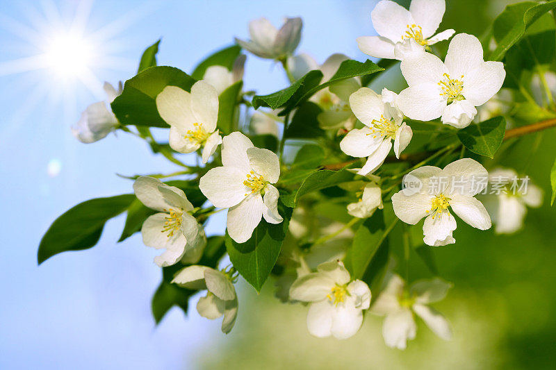 苹果树开花