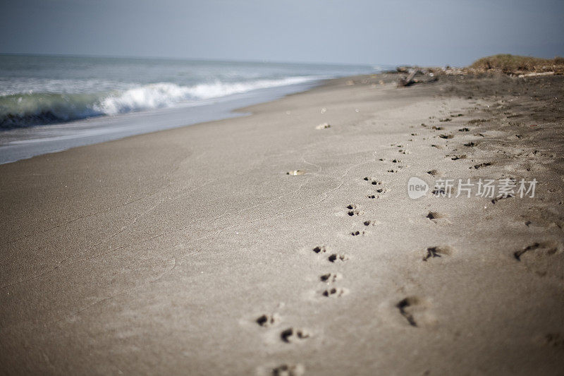 沙滩上的人和狗的脚印