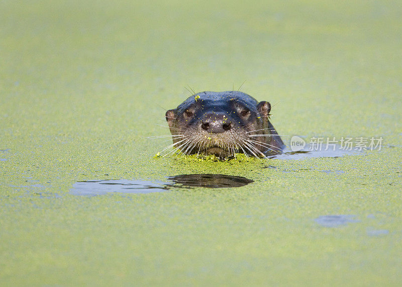 河水獭躲猫猫